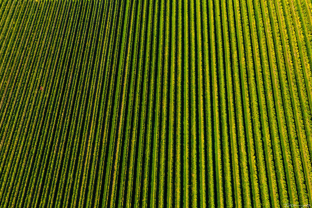 Photos with Communique Wines in McMinville, Oregon, in the Fall of 2020.